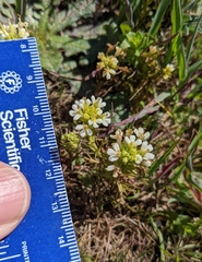 Triphysaria floribunda