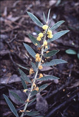 Acacia lanigera