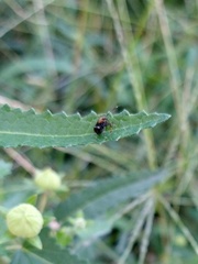 Horciasinus argentinus