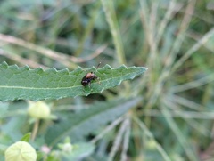 Horciasinus argentinus