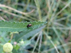 Horciasinus argentinus