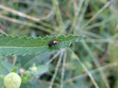 Horciasinus argentinus
