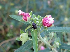 Horciasinus argentinus