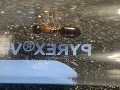 Camponotus clarithorax