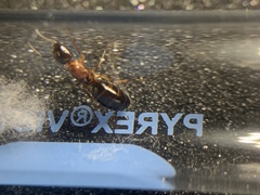 Camponotus clarithorax