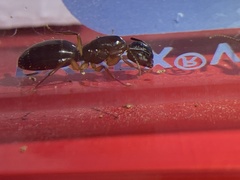 Camponotus clarithorax