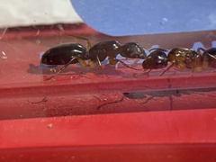 Camponotus clarithorax