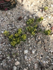 Lepidium flavum