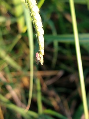 Leucophenga maculosa