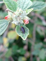 Horciasinus argentinus