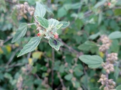 Horciasinus argentinus