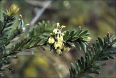 Grevillea jephcottii
