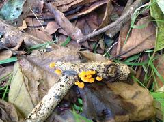 Favolaschia calocera