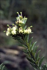 Grevillea jephcottii