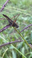 Enthephippion olivaceum