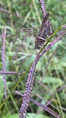 Enthephippion olivaceum