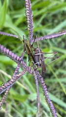 Enthephippion olivaceum