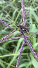 Enthephippion olivaceum