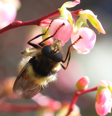 Criorhina bubulcus