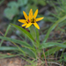 Baeometra uniflora - Photo (c) Carina Lochner, μερικά δικαιώματα διατηρούνται (CC BY-NC), uploaded by Carina Lochner
