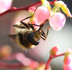 Criorhina bubulcus