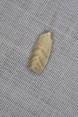 Earias paralella