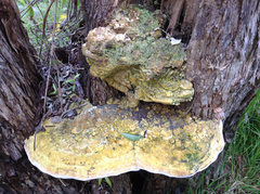 Rigidoporus ulmarius