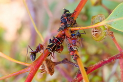 Eurymeloides pulchra