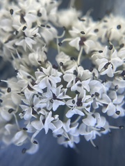 Lomatium linearifolium