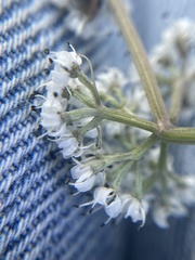 Lomatium linearifolium