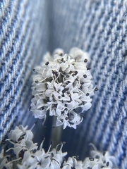 Lomatium linearifolium
