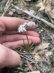 Lomatium linearifolium