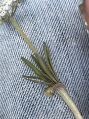Lomatium linearifolium