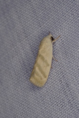 Earias paralella