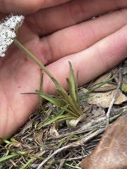 Lomatium linearifolium