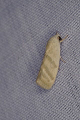 Earias paralella