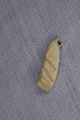 Earias paralella