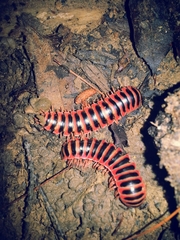 Apheloriini