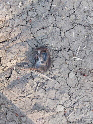Rovke (Soricidae)