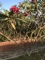 Plumeria rubra