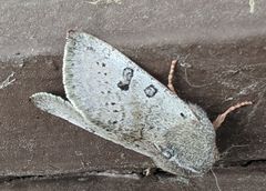 Orthosia pulchella