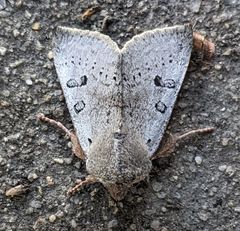 Orthosia pulchella
