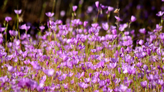Clarkia dudleyana