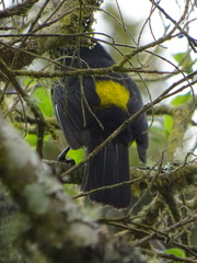 Phainoptila melanoxantha