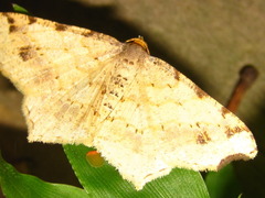 Macaria shanghaisaria