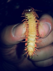 Apheloriini