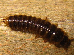 Cerogria janthinipennis