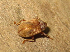 Demotina modesta