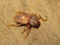 Demotina modesta