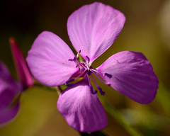 Clarkia dudleyana